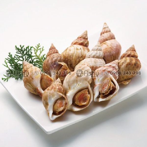 Ốc bulot Pháp Ốc bulot Pháp