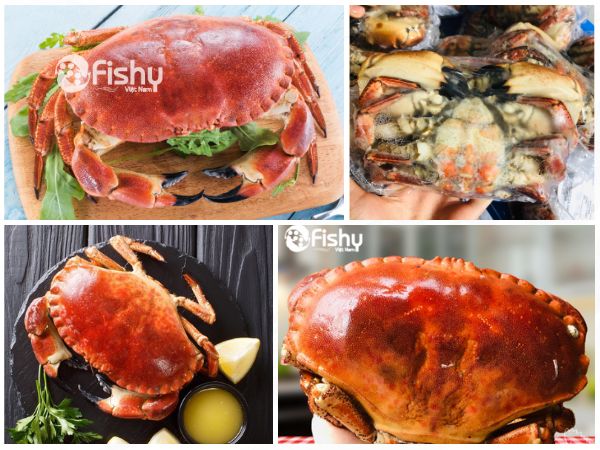 Frozen whole brown crab Frozen whole brown crab