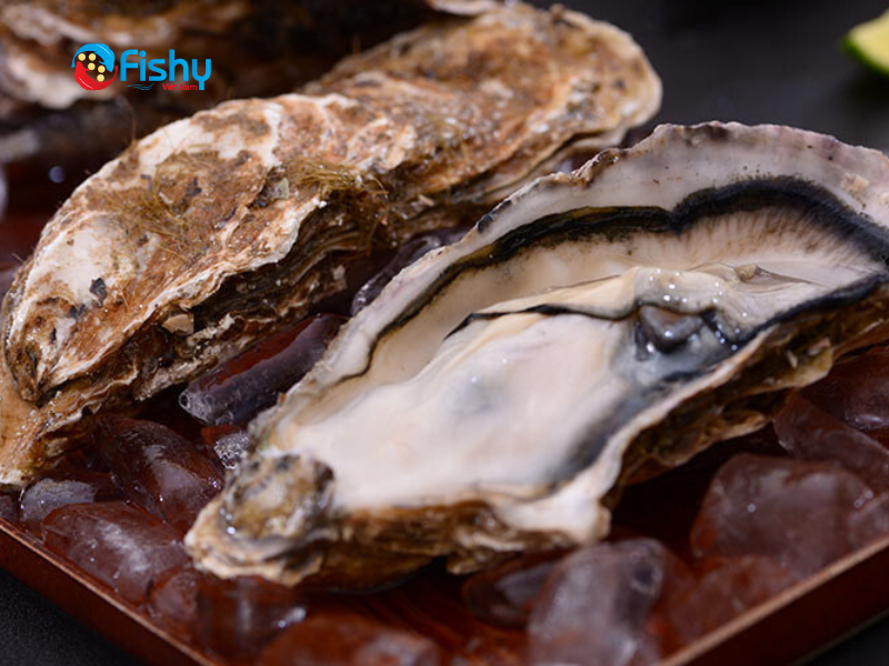 Hàu nhật Thúc đẩy năng lượng Hàu nhật Thúc đẩy năng lượng