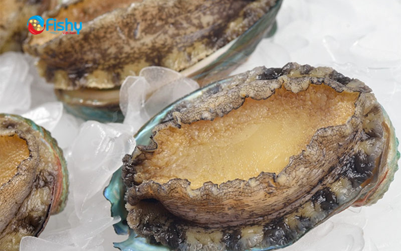 Bào ngư đông lạnh nhập khẩu Bào ngư đông lạnh nhập khẩu