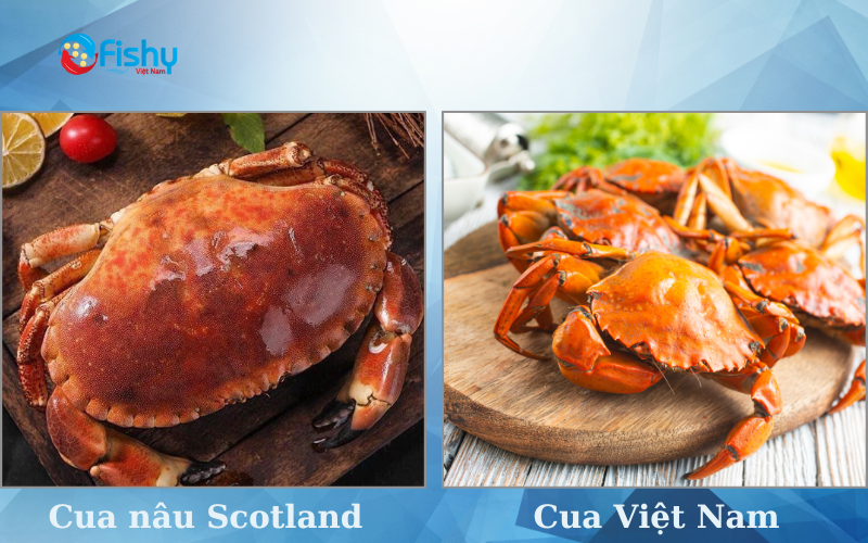 So sánh cua nâu scotland với cua việt nam