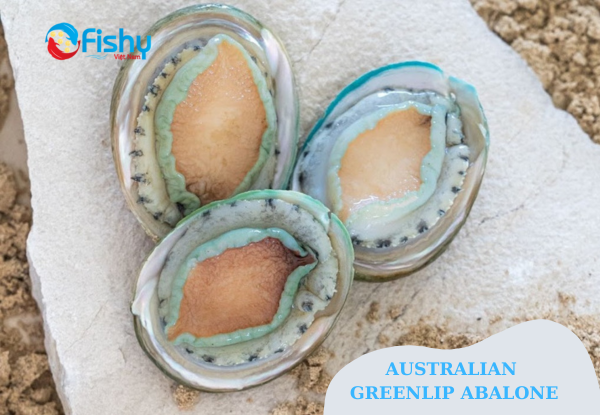 Premium Australian Greenlip Abalone Premium Australian Greenlip Abalone