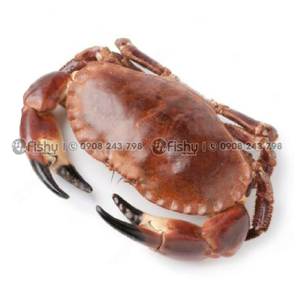 Cua nâu nguyên con đông lạnh Cua nâu nguyên con đông lạnh