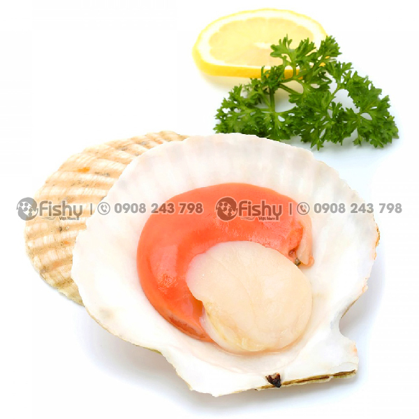 Sò điệp nửa mảnh Nhật Bản Sò điệp nửa mảnh Nhật Bản