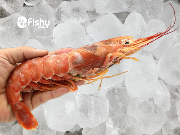 tôm đỏ tôm đỏ
