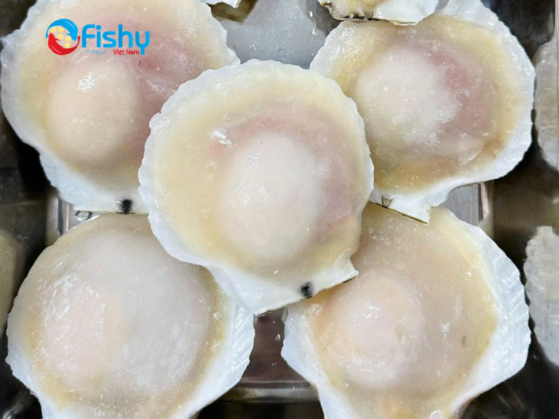 Sò điệp nửa mảnh đông lạnh Sò điệp nửa mảnh đông lạnh