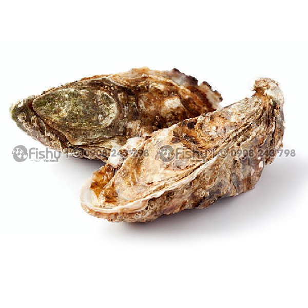 Hàu Nhật - Món ăn tinh hoa của xứ sở Phù Tang Hàu Nhật - Món ăn tinh hoa của xứ sở Phù Tang