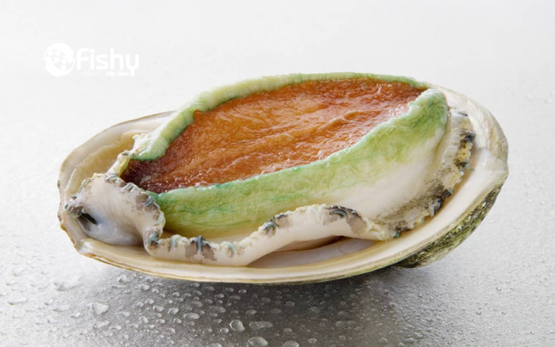 Greenlip abalone Greenlip abalone