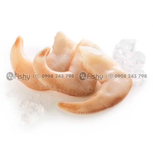 Sò dương tại Fishy Việt Nam Sò dương tại Fishy Việt Nam