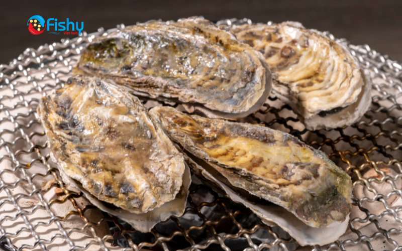 Ăn hàu có tác dụng gì? Ăn hàu có tác dụng gì?