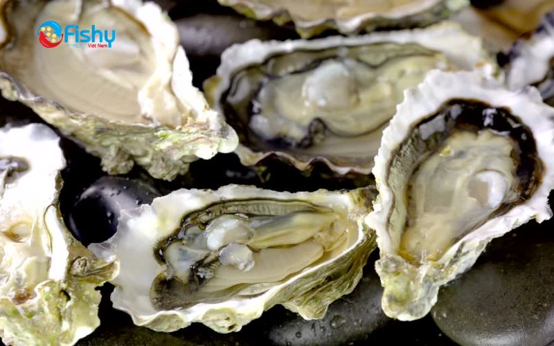 Ăn hàu có tác dụng gì? Ăn hàu có tác dụng gì?