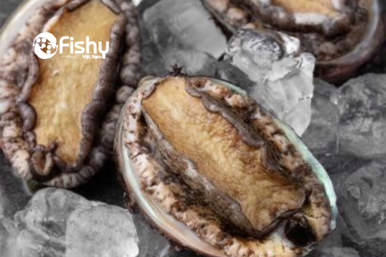 Bào ngư với những đặc biệt trong nhiều món ăn