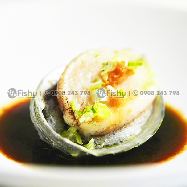 Bào ngư Úc Bào ngư Úc