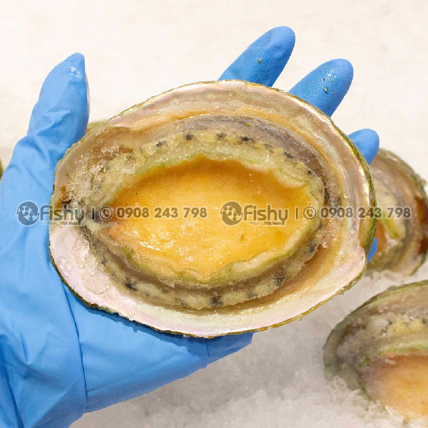 Bào ngư viền xanh Úc thịt mềm Bào ngư viền xanh Úc thịt mềm