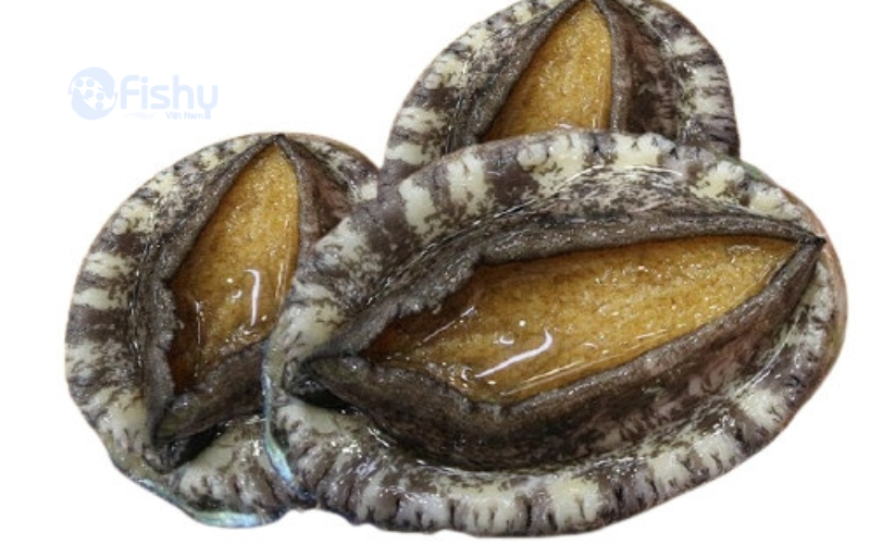 korea abalone korea abalone