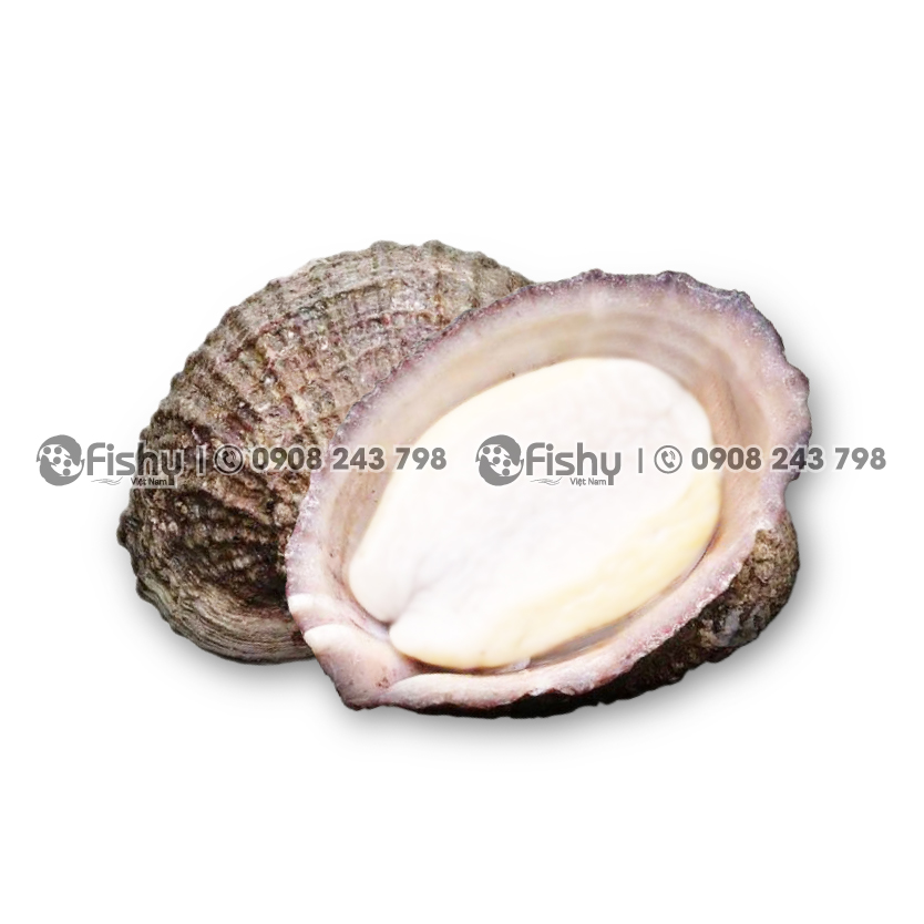 Frozen Abalone (Loco) Meat (Concholepas concholepas) Frozen Abalone (Loco) Meat (Concholepas concholepas)