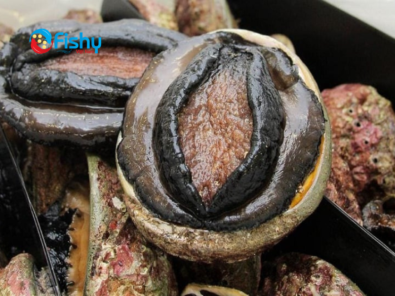 Bào ngư Úc viền đen Bào ngư Úc viền đen