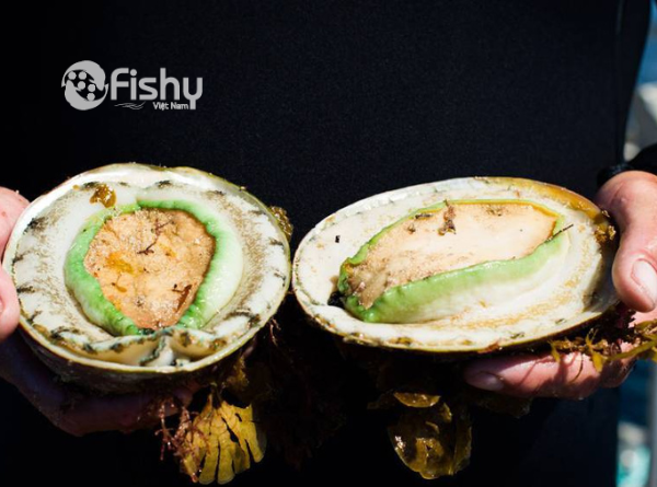 Bào ngư Úc viền xanh Bào ngư Úc viền xanh