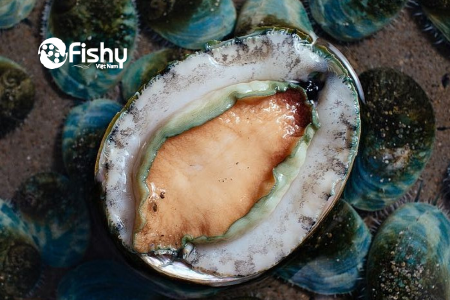 Bào ngư Úc viền xanh Bào ngư Úc viền xanh