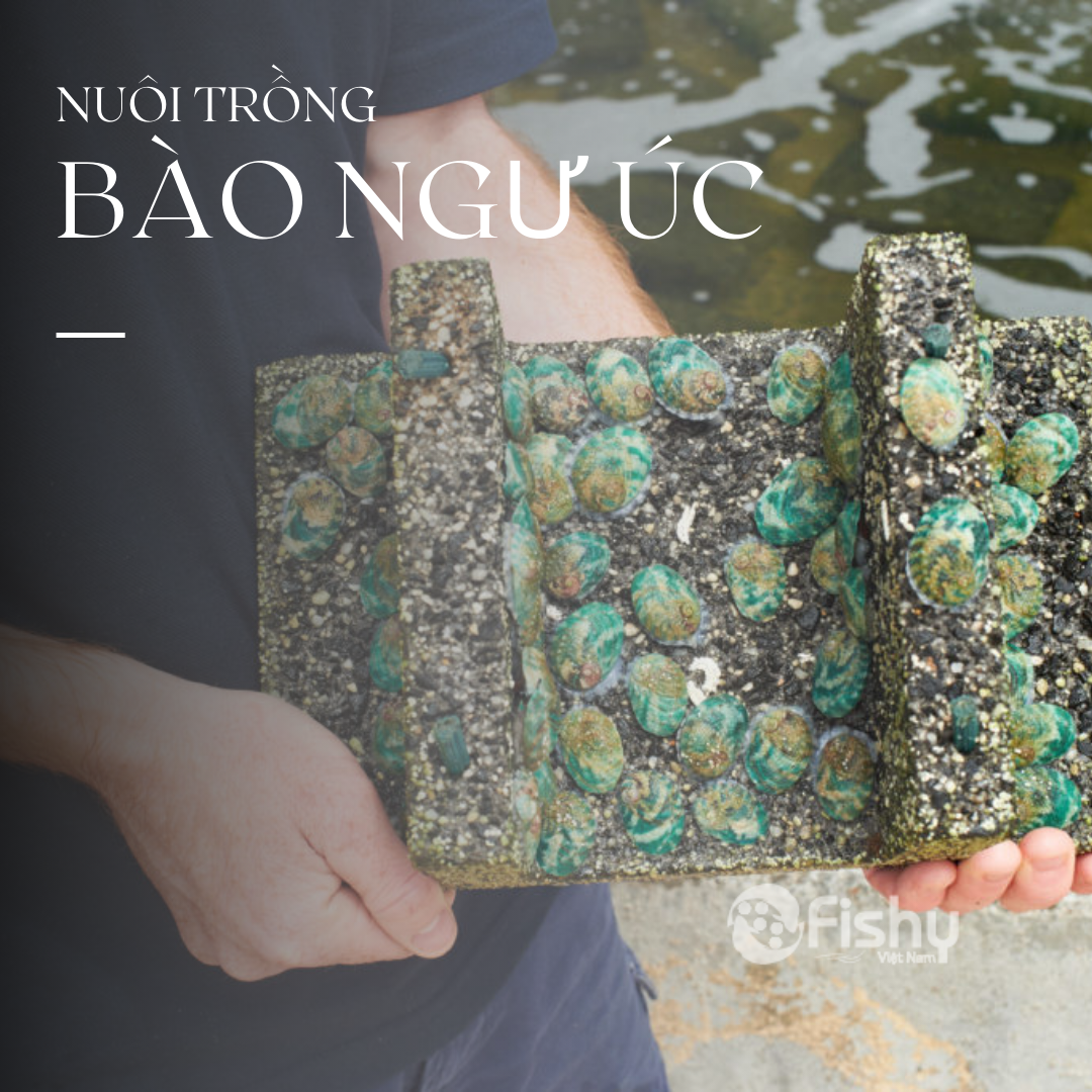Bào ngư viền xanh Úc được nuôi trồng tại Tasmania Bào ngư viền xanh Úc được nuôi trồng tại Tasmania