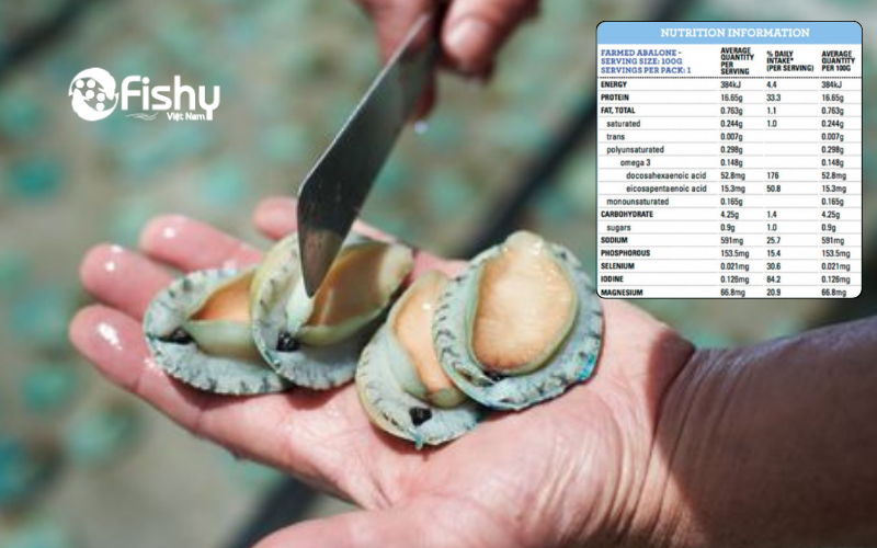 Greenlip abalone Greenlip abalone