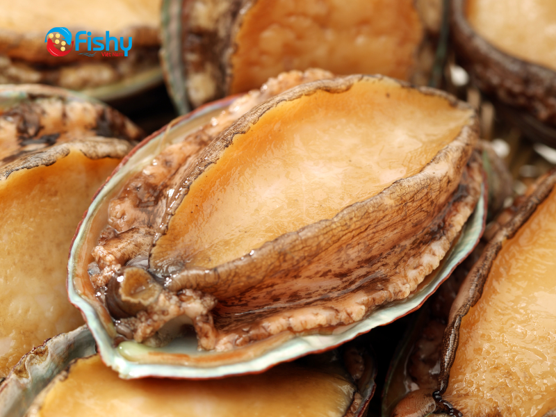 Bào ngư đông lạnh nhập khẩu Bào ngư đông lạnh nhập khẩu