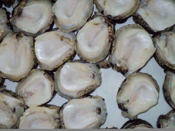Chilean Abalone Meat Chilean Abalone Meat