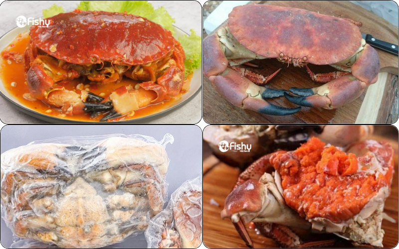 Cua nâu Scotland siêu gạch Cua nâu Scotland siêu gạch