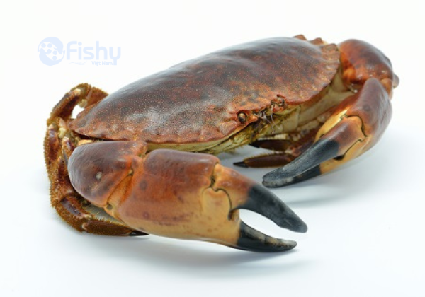 Cua nâu Scotland Cua nâu Scotland