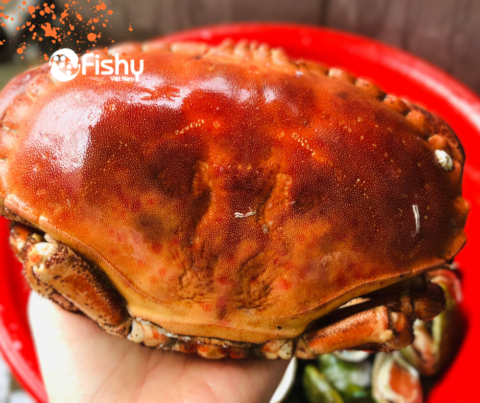 Cua nâu sống đông lạnh Cua nâu sống đông lạnh