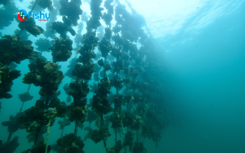 What is sustainable seafood? What is sustainable seafood?
