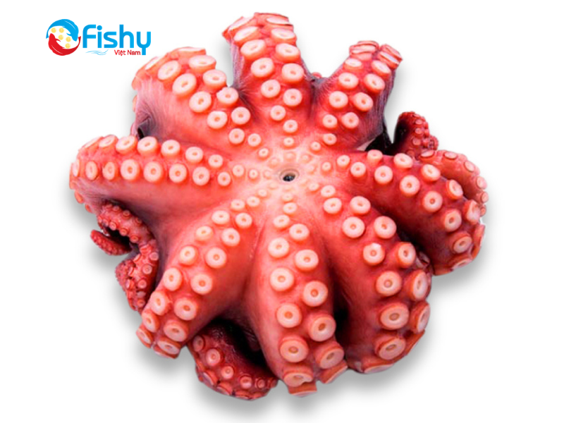 bạch tuộc fishy việt nam bạch tuộc fishy việt nam
