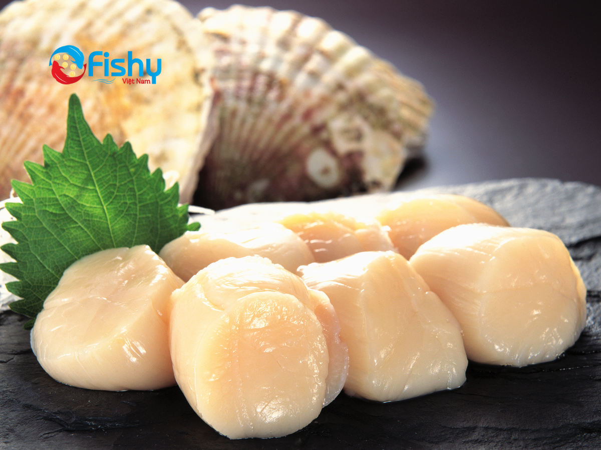Frozen scallop Frozen scallop