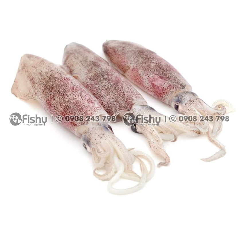 Where to Buy Whole Squid and How to Store It Where to Buy Whole Squid and How to Store It