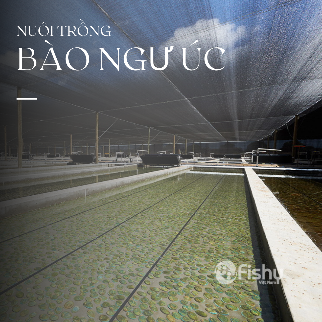 Nuôi trồng bào ngư viền xanh Úc Nuôi trồng bào ngư viền xanh Úc