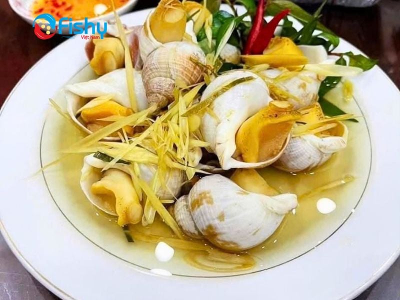ỐC BULOT HẤP SẢ ỐC BULOT HẤP SẢ