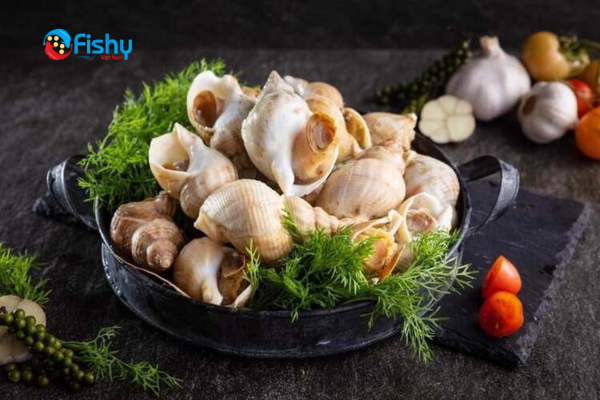 Lợi ích của việc sử dụng ốc bulot Lợi ích của việc sử dụng ốc bulot