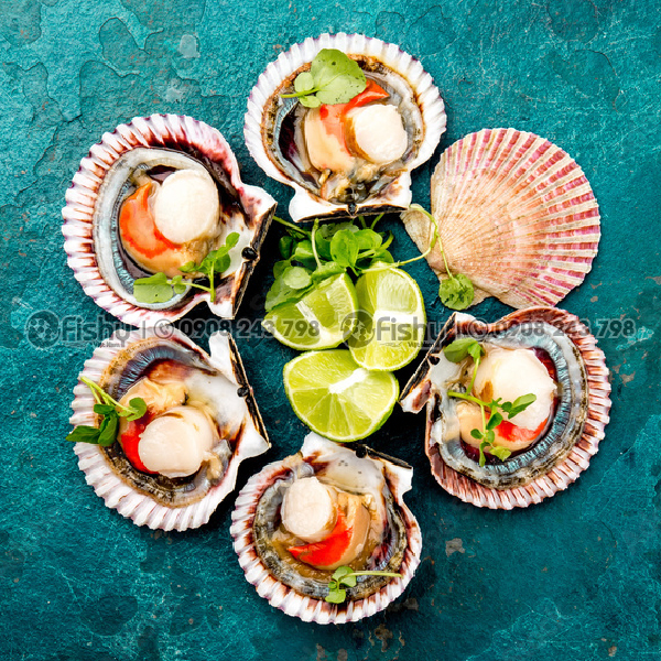 Đặc điểm sò điệp nửa mảnh Đặc điểm sò điệp nửa mảnh