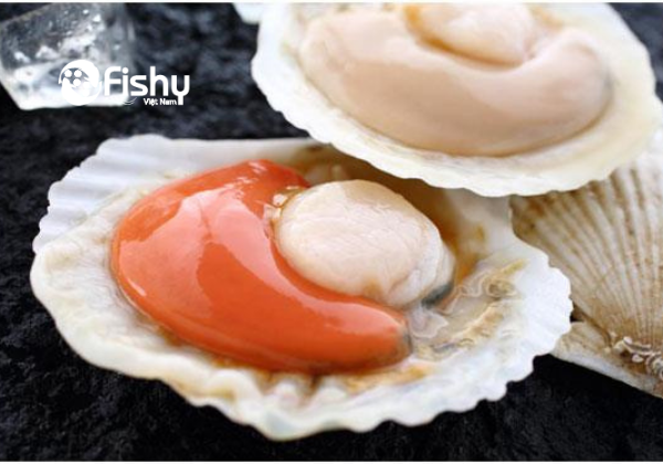 Sò điệp Nhật nửa mảnh Sò điệp nửa mảnh