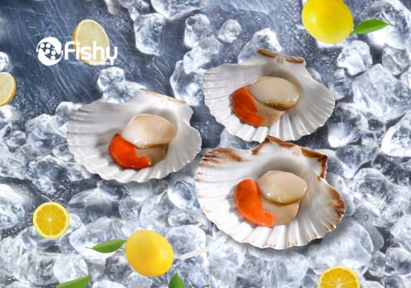 Sò điệp Nhật nửa mảnh Sò điệp nửa mảnh