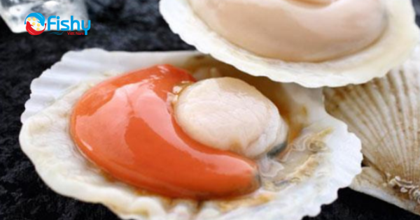 Sò Điệp Nửa Mảnh Sò Điệp Nửa Mảnh