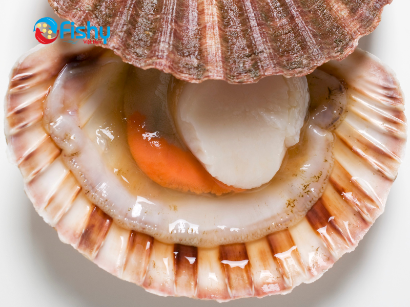 Cách chế biến sò điệp chuẩn nhà hàng Cách chế biến sò điệp chuẩn nhà hàng