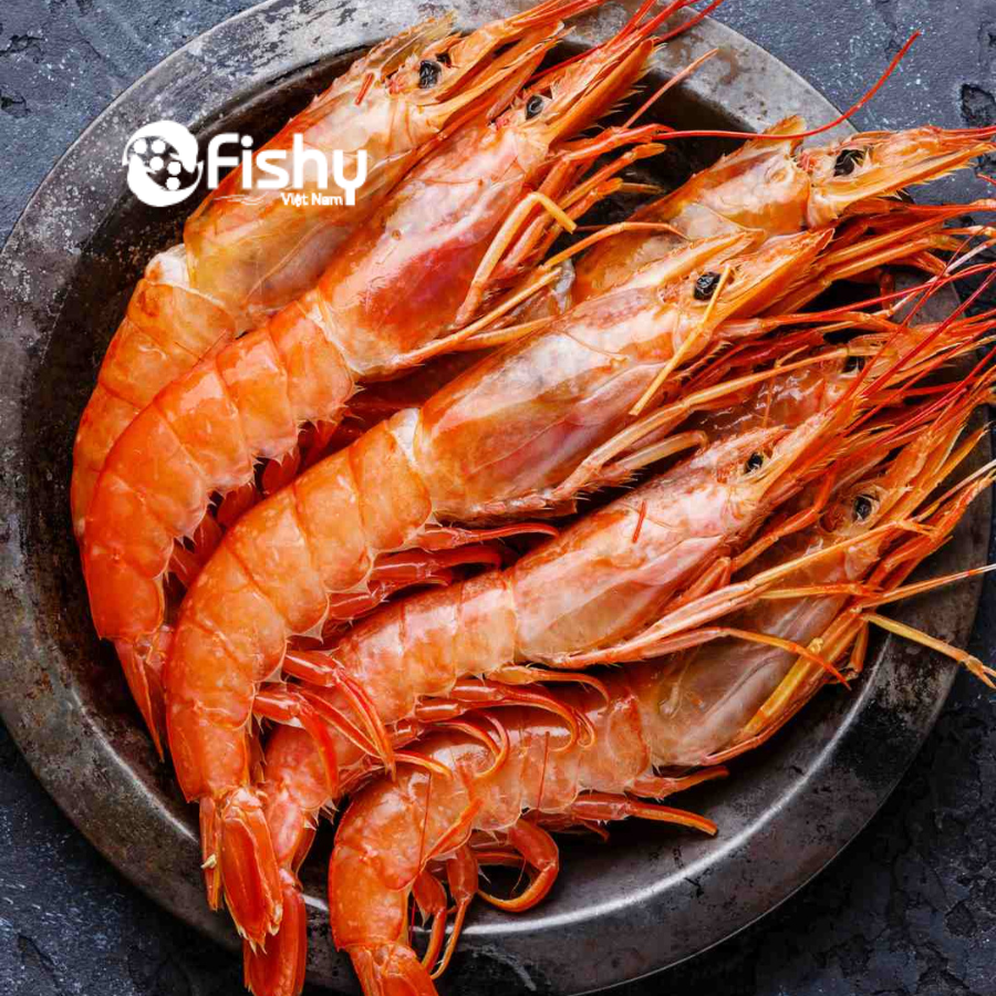 Tôm đỏ Atlantic là tôm cao cấp hàng đầu thế giới Tôm đỏ Atlantic là tôm cao cấp hàng đầu thế giới