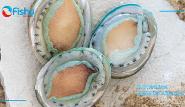 Premium Australian Greenlip Abalone