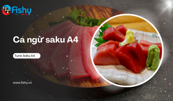 Cá Ngừ Saku Là Gì? Mách Bạn 2 Món Ăn Từ Cá Ngừ Saku