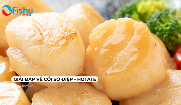 [FAQ] Sò điệp Hotate Nhật Bản