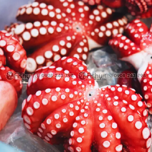 Frozen Boiled Octopus