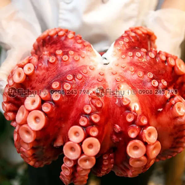 Frozen Boiled Octopus
