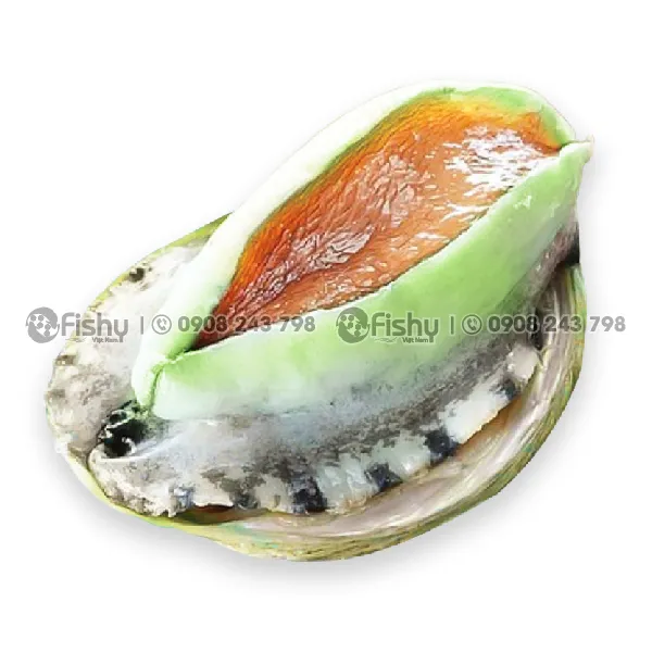 Bào Ngư Úc Viền Xanh Đông Lạnh