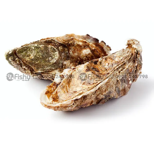 Whole oysters